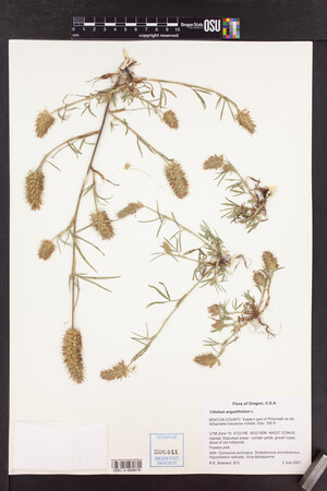 Trifolium angustifolium image