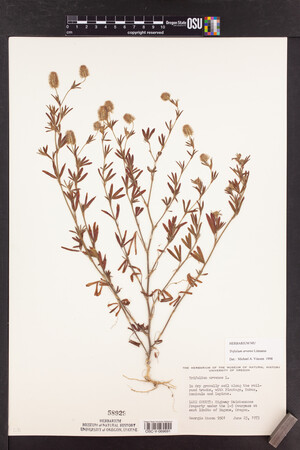 Trifolium arvense image