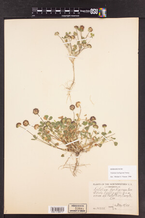 Trifolium barbigerum image