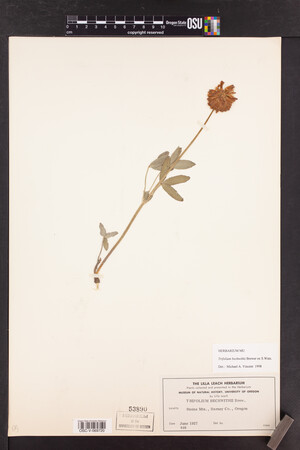 Trifolium beckwithii image