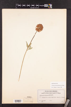 Trifolium beckwithii image