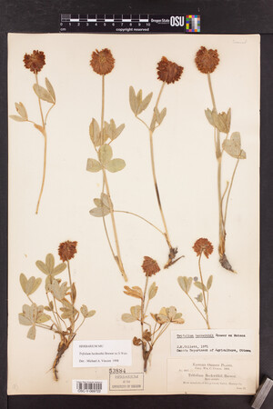 Trifolium beckwithii image