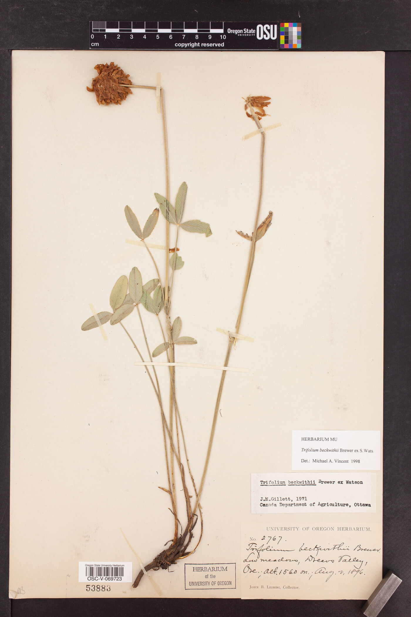 Trifolium beckwithii image