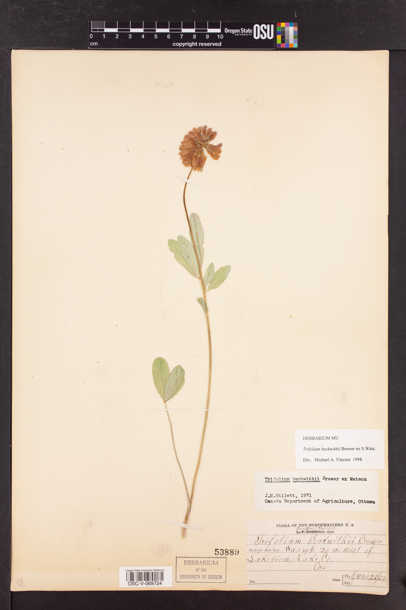 Trifolium beckwithii image