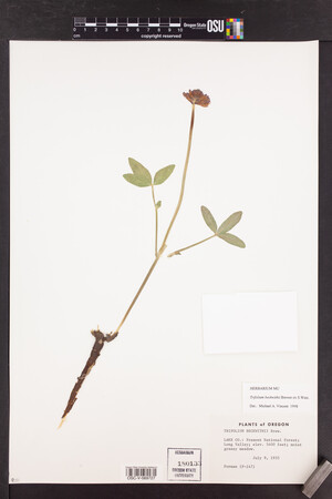 Trifolium beckwithii image