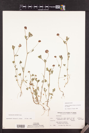 Trifolium bifidum image