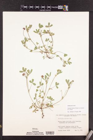 Trifolium bifidum image