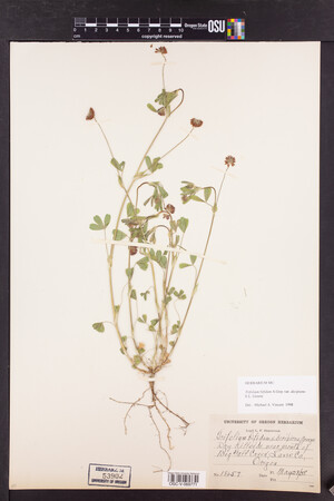 Trifolium bifidum image