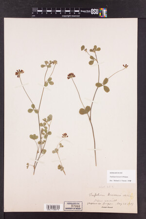 Trifolium breweri image