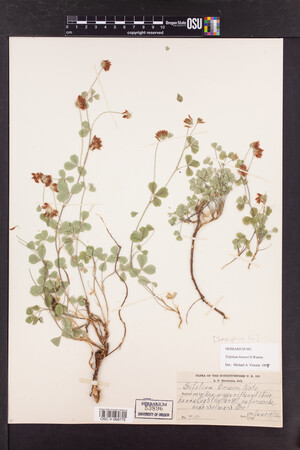 Trifolium breweri image