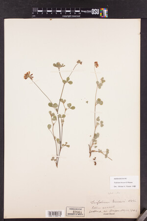 Trifolium breweri image