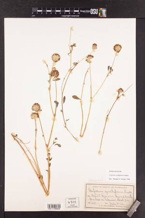 Trifolium cyathiferum image