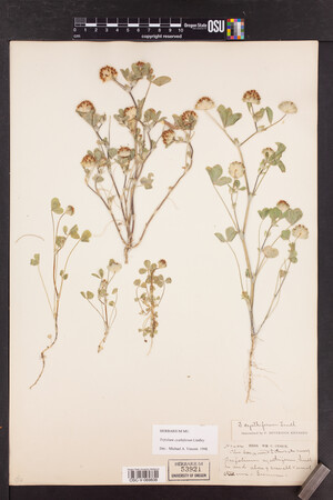 Trifolium cyathiferum image