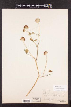 Trifolium cyathiferum image