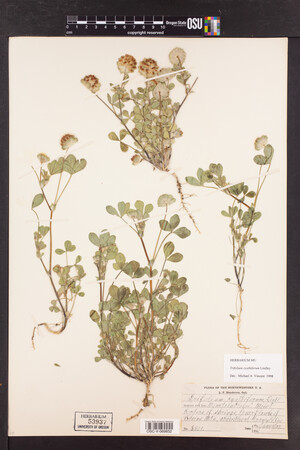 Trifolium cyathiferum image