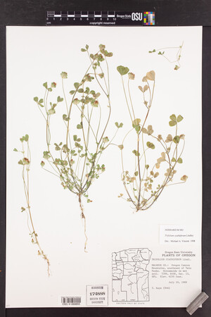 Trifolium cyathiferum image