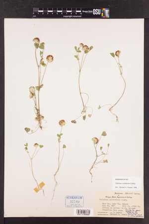 Trifolium cyathiferum image