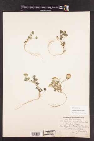 Trifolium cyathiferum image