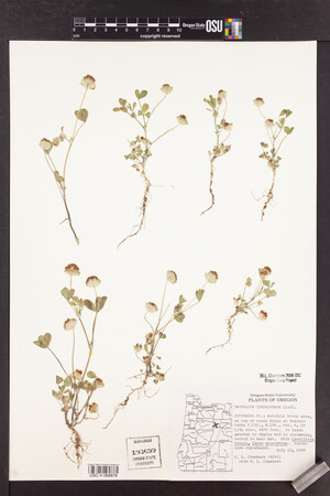 Trifolium cyathiferum image