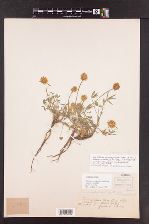 Trifolium eriocephalum subsp. martinii image