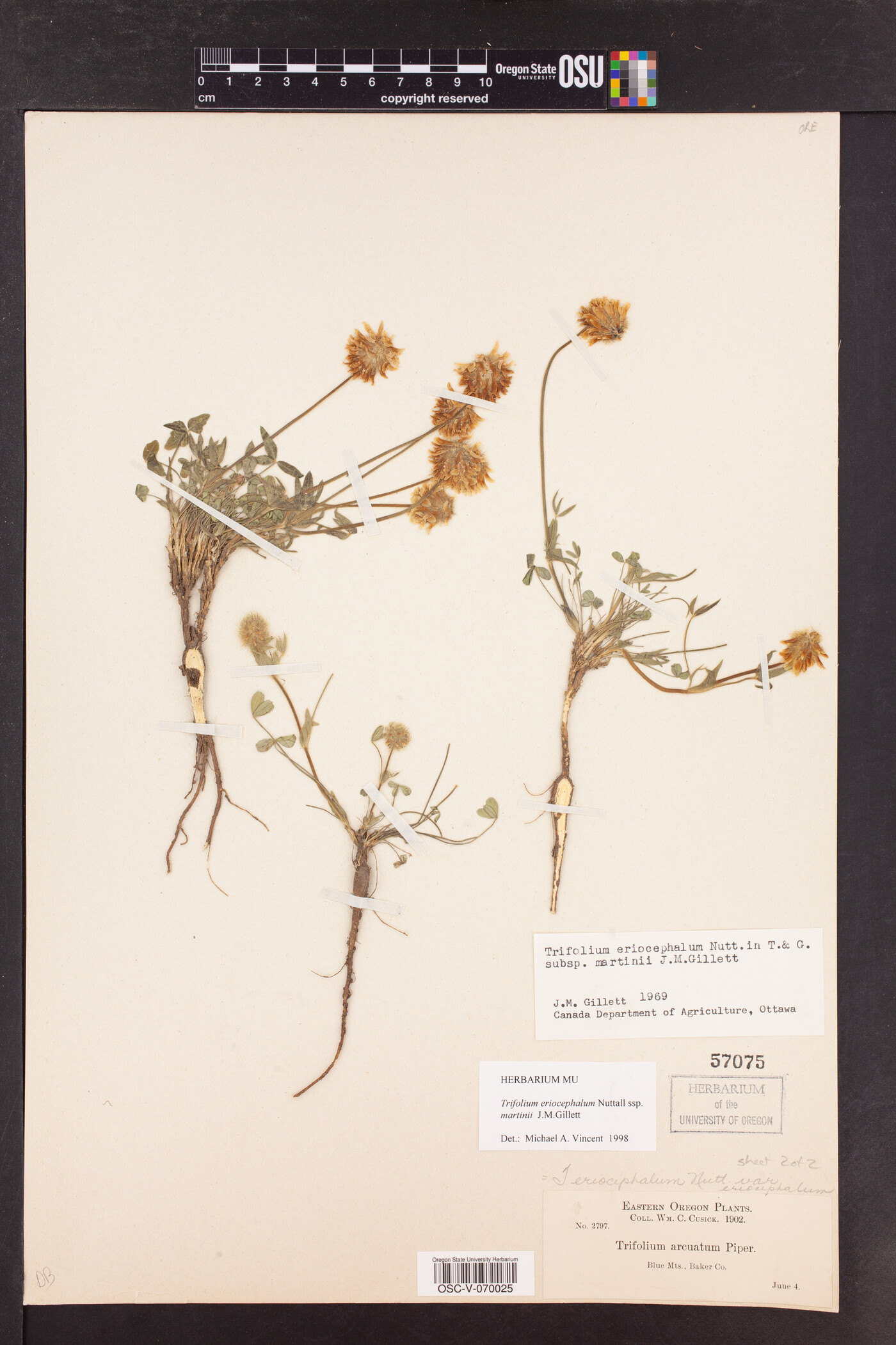 Trifolium eriocephalum subsp. martinii image