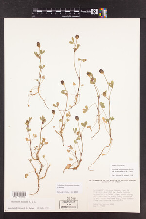 Trifolium dichotomum image