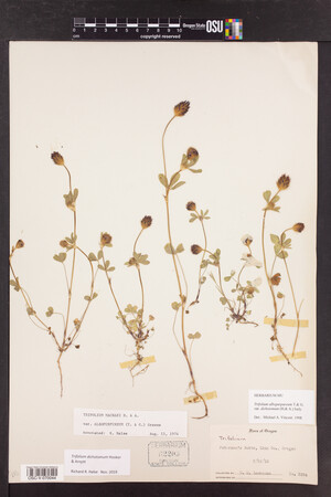 Trifolium dichotomum image