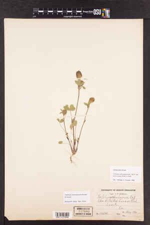 Trifolium dichotomum image