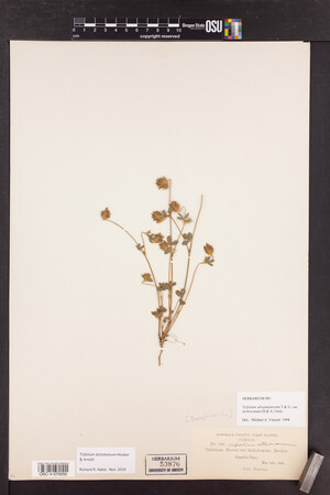 Trifolium dichotomum image