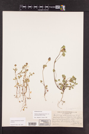 Trifolium dichotomum image