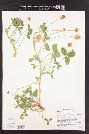 Trifolium fragiferum image