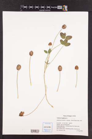 Trifolium fragiferum image