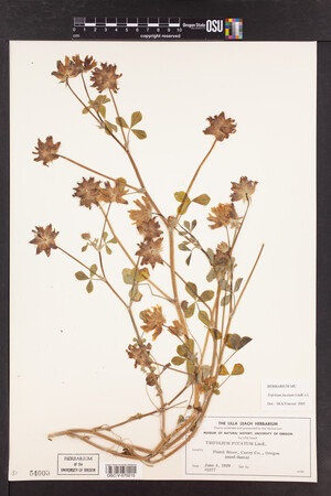 Trifolium fucatum image