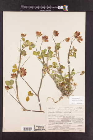 Trifolium fucatum image