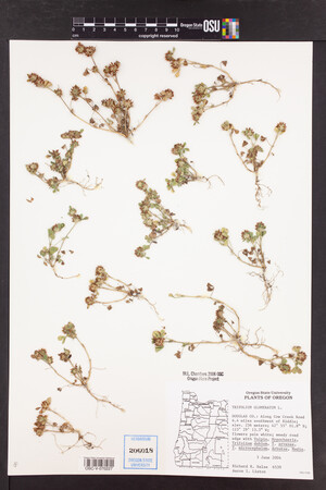 Trifolium glomeratum image