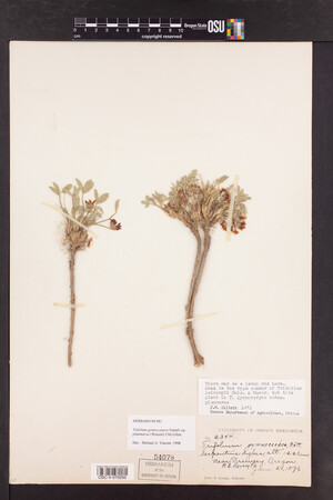 Trifolium gymnocarpon image