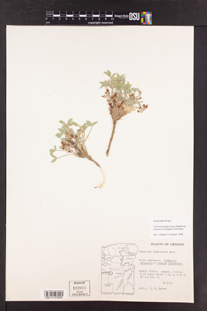 Trifolium gymnocarpon image