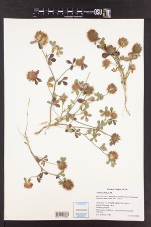 Trifolium hirtum image