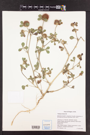 Trifolium hirtum image