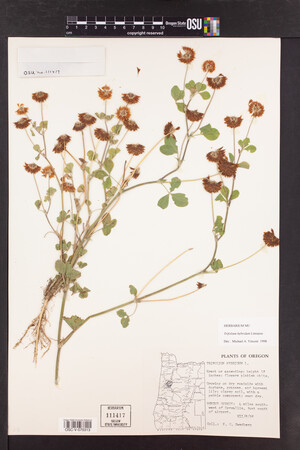 Trifolium hybridum image