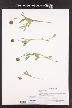 Trifolium longipes image