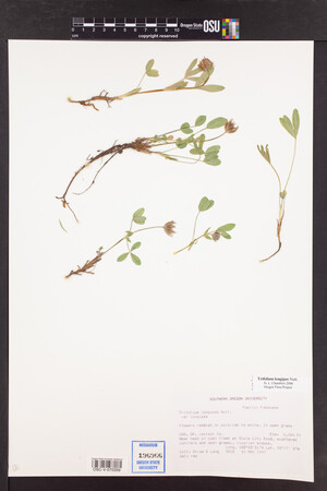 Trifolium longipes image