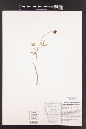 Trifolium longipes image