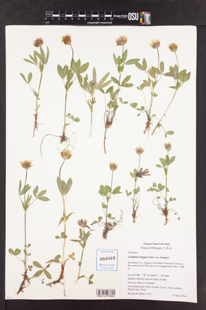 Trifolium longipes var. longipes image