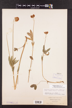 Trifolium longipes image