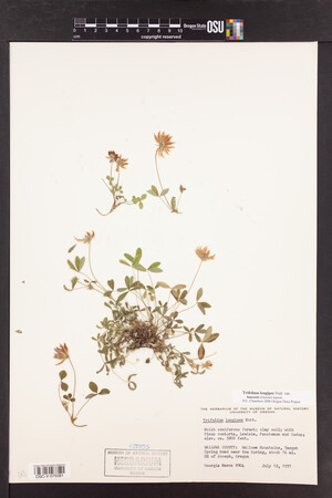 Trifolium longipes image