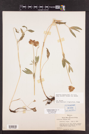 Trifolium longipes image