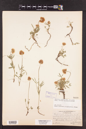 Trifolium longipes image