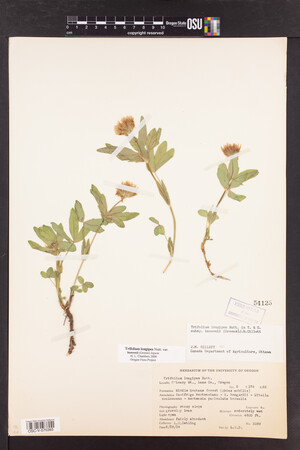 Trifolium longipes image