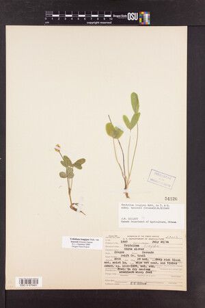 Trifolium longipes image